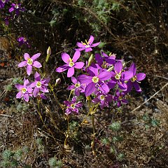centaurium venustum - canchalagua or charming centaury May 25 2010 centaurium venustum